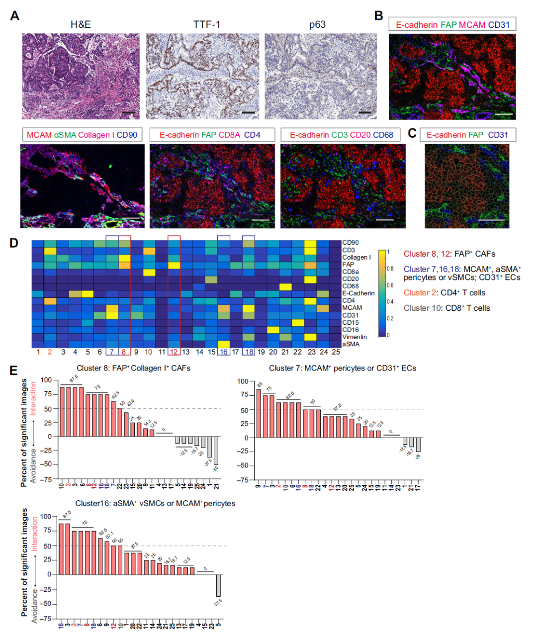 Cancer Research重磅来袭！单细胞测序+成像质谱测定：细胞间的隐秘互动大揭秘！