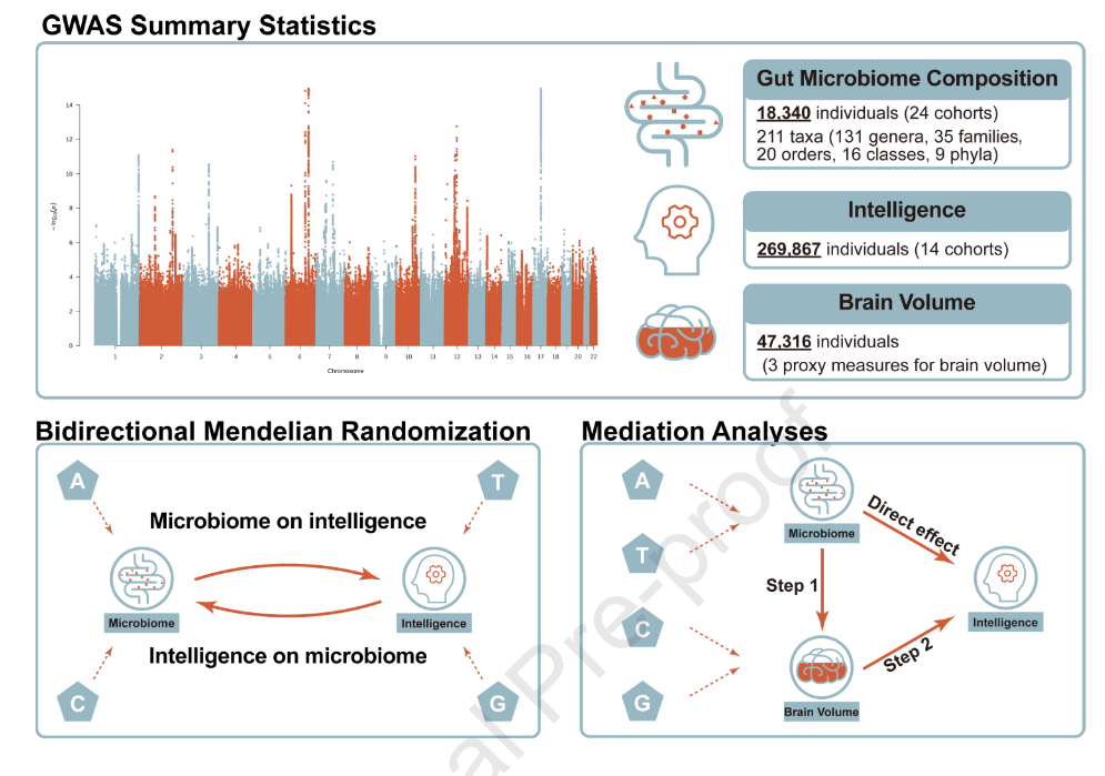 这个新花样真是全球首次研究！西交杨铁林教授团队，孟德尔随机化探究肠道菌群与智力的关系